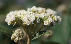 Willowwood Viburnum - 3 Gallon Pot 10 Willowwood Viburnum - 3 Gallon Pot -Garden Plants viburnum rhytidophylloides willowwood 2