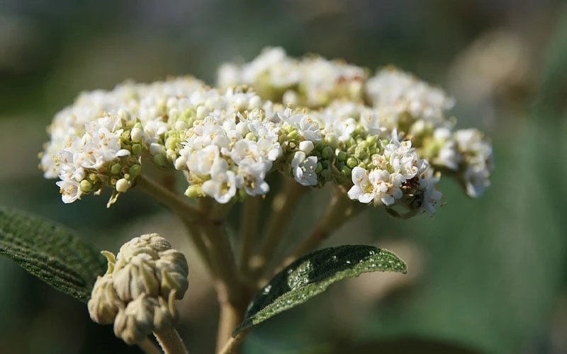 Willowwood Viburnum - 3 Gallon Pot 4 Willowwood Viburnum - 3 Gallon Pot - Image 4