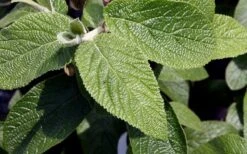 Willowwood Viburnum - 3 Gallon Pot 11 Willowwood Viburnum - 3 Gallon Pot -Garden Plants viburnum rhytidophylloides willowwood 3