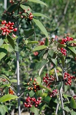 Willowwood Viburnum - 3 Gallon Pot 13 Willowwood Viburnum - 3 Gallon Pot -Garden Plants viburnum rhytidophylloides willowwood 5