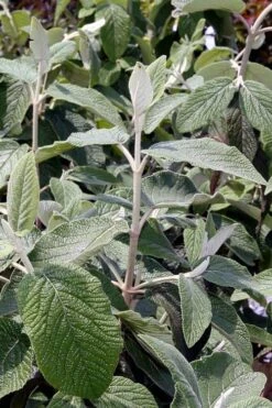 Willowwood Viburnum - 3 Gallon Pot 12 Willowwood Viburnum - 3 Gallon Pot -Garden Plants viburnum rhytidophylloides willowwood 6