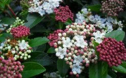 Spring Bouquet Viburnum - 1 Gallon Pot -Garden Plants viburnum spring bouquet 800x500 2