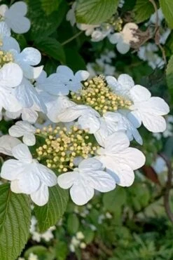 Summer Snowflake Viburnum - 1 Gallon Pot -Garden Plants viburnum summer snowflake 103
