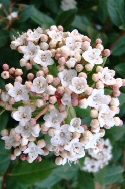 Spring Bouquet Viburnum - 1 Gallon Pot -Garden Plants viburnum tinus spring bouquet 1 1