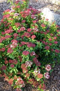 Spring Bouquet Viburnum - 1 Gallon Pot -Garden Plants viburnum tinus spring bouquet 2 1