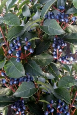 Spring Bouquet Viburnum - 1 Gallon Pot -Garden Plants viburnum tinus spring bouquet 5 1