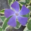 Variegated Bigleaf Periwinkle (Vinca Major 'Variegata') - 6 Pack Of Pint Pots