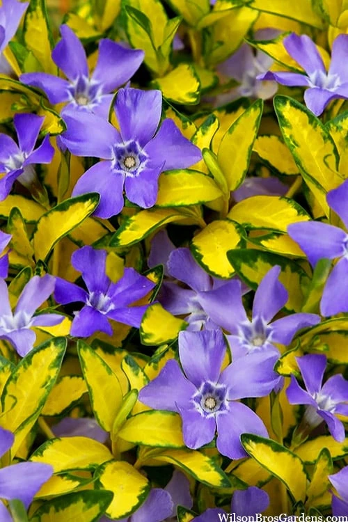 Illumination Variegated Periwinkle (Vinca Minor) - 6 Pack Of Pint Pots 6 Illumination Variegated Periwinkle (Vinca Minor) - 6 Pack Of Pint Pots - Image 6
