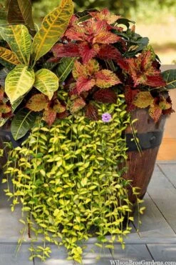 Illumination Variegated Periwinkle (Vinca Minor) - 6 Pack Of Pint Pots 9 Illumination Variegated Periwinkle (Vinca Minor) - 6 Pack Of Pint Pots -Garden Plants vinca minor illumination 7