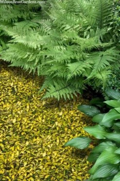 Illumination Variegated Periwinkle (Vinca Minor) - 6 Pack Of Pint Pots 10 Illumination Variegated Periwinkle (Vinca Minor) - 6 Pack Of Pint Pots -Garden Plants vinca minor illumination 8