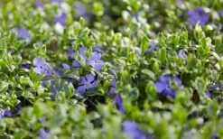 Ralph Shugert Variegated Periwinkle (Vinca Minor) - 10 Pack Of Pint Pots -Garden Plants vinca minor ralph shugert variegated evergreen periwinkle 3 1
