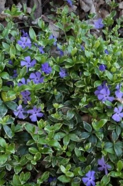 Ralph Shugert Variegated Periwinkle - Vinca Minor - 3 Pack Of Pint Pots -Garden Plants vinca minor ralph shugert variegated evergreen periwinkle 4