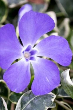 Ralph Shugert Variegated Periwinkle - Vinca Minor - 3 Pack Of Pint Pots -Garden Plants vinca minor ralph shugert variegated evergreen periwinkle 6