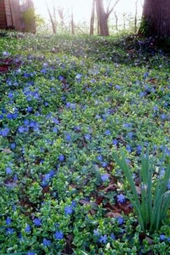 Ralph Shugert Variegated Periwinkle - Vinca Minor - 3 Pack Of Pint Pots -Garden Plants vinca minor ralph shugert variegated evergreen periwinkle 7