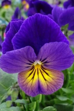 Celestial Northern Lights Hardy Viola - 5 Pack Of Quarts -Garden Plants viola celestial northern lights 2
