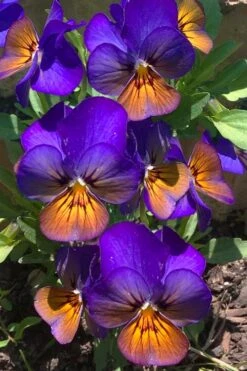 Celestial Northern Lights Hardy Viola - 5 Pack Of Quarts