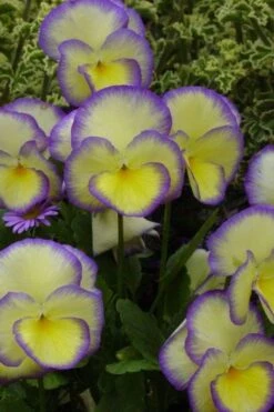 Etain Hardy Viola - 5 Pack Of Quart Pots -Garden Plants viola etain 1