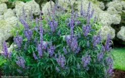 Blue Diddley Dwarf Chaste Tree (Vitex Agnus-castus) - 1 Gallon Pot -Garden Plants vitex agnus castus blue diddley 20
