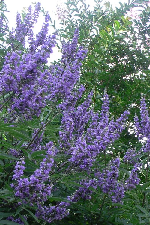 Shoal Creek Blue Chaste Tree (Vitex) - 7 Gallon Pot 1 Shoal Creek Blue Chaste Tree (Vitex) - 7 Gallon Pot