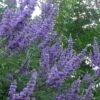 Shoal Creek Chaste Tree (Vitex) - 1 Gallon Pot