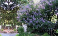 Shoal Creek Blue Chaste Tree (Vitex) - 7 Gallon Pot 11 Shoal Creek Blue Chaste Tree (Vitex) - 7 Gallon Pot -Garden Plants vitex agnus castus shoal creek chaste tree 53 1