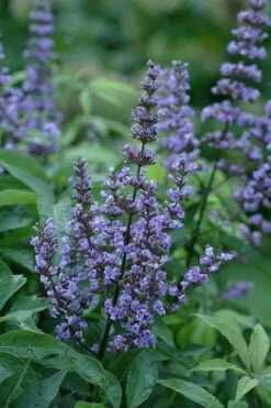 Blue Diddley Dwarf Chaste Tree (Vitex Agnus-castus) - 1 Gallon Pot