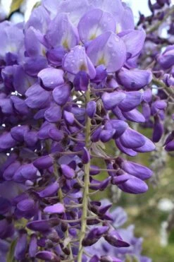 Okayama Silky Wisteria Vine - 3 Gallon Pot -Garden Plants wisteria brachybrotrys okayama silky wisteria vine 1