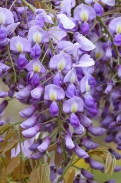 Okayama Silky Wisteria Vine - 3 Gallon Pot -Garden Plants wisteria brachybrotrys okayama silky wisteria vine 4