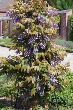 Okayama Silky Wisteria Vine - 3 Gallon Pot -Garden Plants wisteria brachybrotrys okayama silky wisteria vine 7