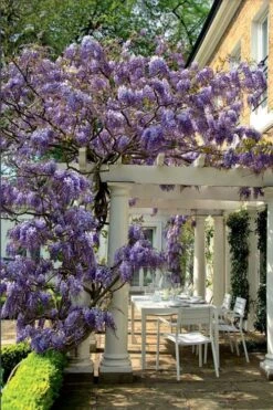 Okayama Silky Wisteria Vine - 3 Gallon Pot -Garden Plants wisteria brachybrotrys okayama silky wisteria vine 9