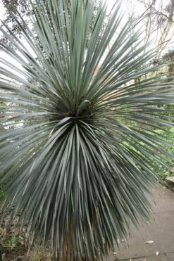 Big Bend Yucca Rostrata - 3 Gallon Pot -Garden Plants yucca rostrata big bend beaked yucca 15