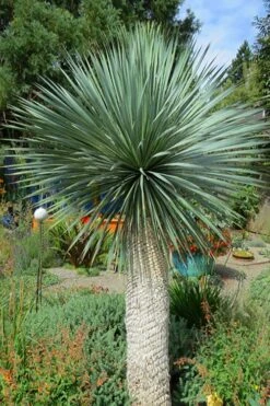 Big Bend Yucca Rostrata - 3 Gallon Pot -Garden Plants yucca rostrata big bend beaked yucca 16