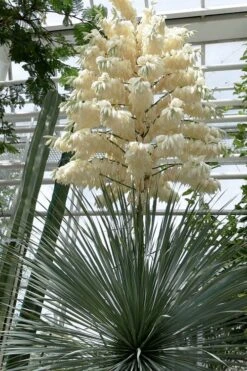 Big Bend Yucca Rostrata - 3 Gallon Pot -Garden Plants yucca rostrata big bend beaked yucca 3