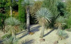 Sapphire Skies Big Bend Yucca Rostrata - 1 Gallon Pot 15 Sapphire Skies Big Bend Yucca Rostrata - 1 Gallon Pot -Garden Plants yucca rostrata big bend beaked yucca 7 1