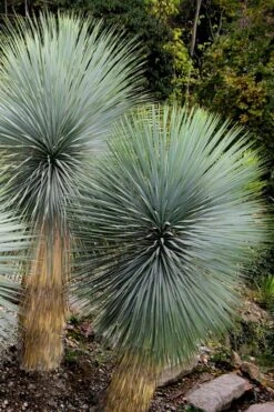 Big Bend Yucca Rostrata - 3 Gallon Pot -Garden Plants yucca rostrata big bend beaked yucca 9