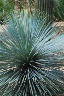 Sapphire Skies Big Bend Yucca Rostrata - 1 Gallon Pot 17 Sapphire Skies Big Bend Yucca Rostrata - 1 Gallon Pot -Garden Plants yucca rostrata sapphire skies 4