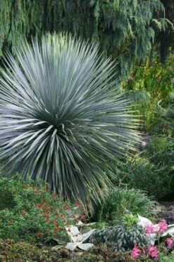 Sapphire Skies Big Bend Yucca Rostrata - 1 Gallon Pot 16 Sapphire Skies Big Bend Yucca Rostrata - 1 Gallon Pot -Garden Plants yucca rostrata sapphire skies 5