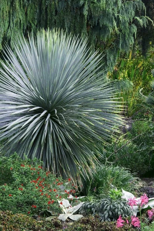 Sapphire Skies Big Bend Yucca Rostrata - 1 Gallon Pot 8 Sapphire Skies Big Bend Yucca Rostrata - 1 Gallon Pot - Image 8