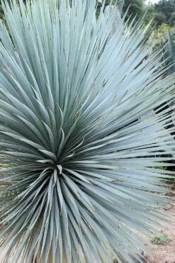 Sapphire Skies Big Bend Yucca Rostrata - 1 Gallon Pot 14 Sapphire Skies Big Bend Yucca Rostrata - 1 Gallon Pot -Garden Plants yucca rostrata sapphire skies 7