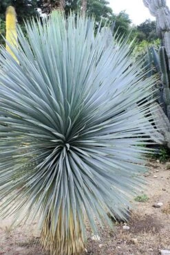 Sapphire Skies Big Bend Yucca Rostrata - 1 Gallon Pot 12 Sapphire Skies Big Bend Yucca Rostrata - 1 Gallon Pot -Garden Plants yucca rostrata sapphire skies 8
