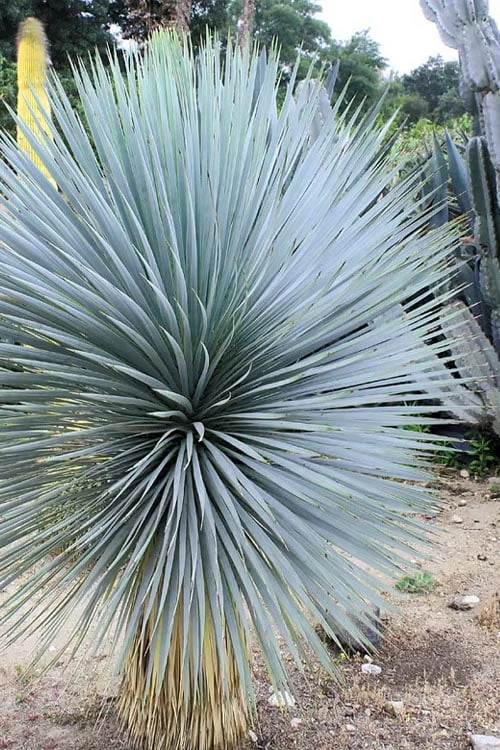 Sapphire Skies Big Bend Yucca Rostrata - 1 Gallon Pot 4 Sapphire Skies Big Bend Yucca Rostrata - 1 Gallon Pot - Image 4