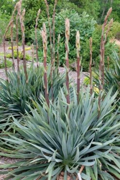 Silver Anniversary Yucca - 1 Gallon Pot 13 Silver Anniversary Yucca - 1 Gallon Pot -Garden Plants yucca silver anniversary 1