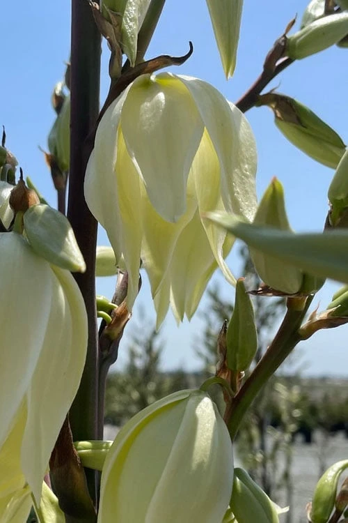 Silver Anniversary Yucca - 1 Gallon Pot 6 Silver Anniversary Yucca - 1 Gallon Pot - Image 6