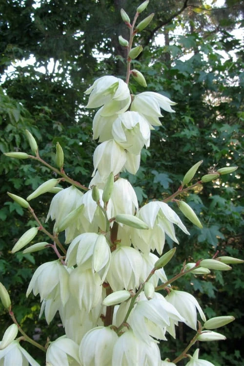 Silver Anniversary Yucca - 1 Gallon Pot 4 Silver Anniversary Yucca - 1 Gallon Pot - Image 4