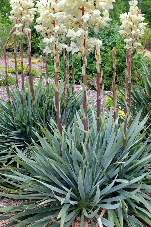 Silver Anniversary Yucca - 1 Gallon Pot 1 Silver Anniversary Yucca - 1 Gallon Pot